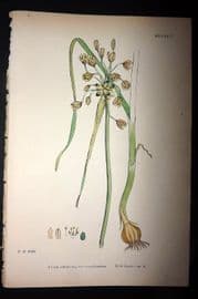 Sowerby 1869 Hand Col Botanical Print. Field Garlic 1536