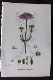 Sowerby 1869 Hand Col Botanical Print. Field Scabious 679