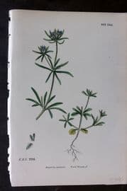Sowerby 1869 Hand Col Botanical Print. Field Woodruff 662*