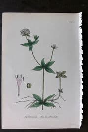 Sowerby 1869 Hand Col Botanical Print. Four Leaved Woodruff 662