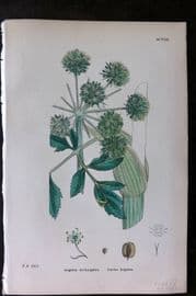 Sowerby 1869 Hand Col Botanical Print. Garden Angelica 608