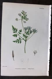 Sowerby 1869 Hand Col Botanical Print. Garden Chervil 623