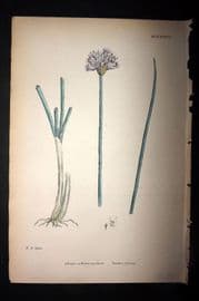 Sowerby 1869 Hand Col Botanical Print. Garden Chives 1537