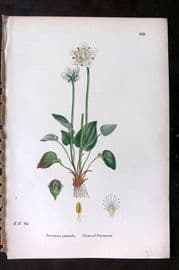 Sowerby 1869 Hand Col Botanical Print. Grass of Parnassus 565