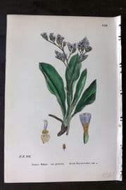 Sowerby 1869 Hand Col Botanical Print. Great Sea Lavender 1156