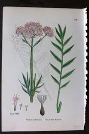 Sowerby 1869 Hand Col Botanical Print. Great Wild Valerian 666