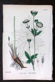 Sowerby 1869 Hand Col Botanical Print. Greater Astrantia 567