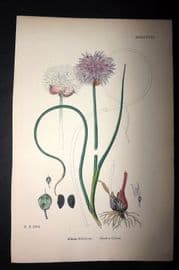 Sowerby 1869 Hand Col Botanical Print. Greater Chives 1538