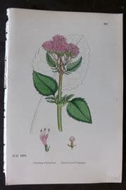 Sowerby 1869 Hand Col Botanical Print. Heart Leaved Valerian 667