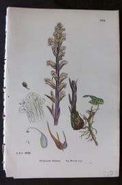 Sowerby 1869 Hand Col Botanical Print. Ivy Broom Rape 1015