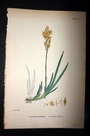 Sowerby 1869 Hand Col Botanical Print. Lancashire Asphodel 1542