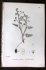 Sowerby 1869 Hand Col Botanical Print. Least Water Parsnip 575