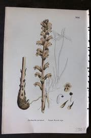 Sowerby 1869 Hand Col Botanical Print. Lesser Broom Rape 1016