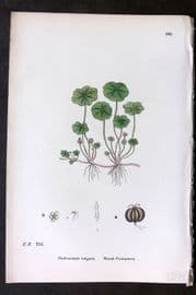 Sowerby 1869 Hand Col Botanical Print. Marsh Pennywort 566