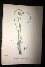 Sowerby 1869 Hand Col Botanical Print. Mountain Lloydia 1521