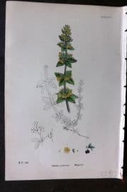 Sowerby 1869 Hand Col Botanical Print. Mugwort 647
