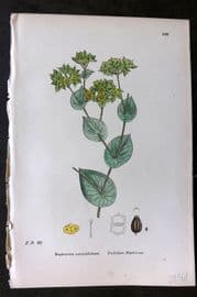 Sowerby 1869 Hand Col Botanical Print. Perfoliate Hare's Ear 589