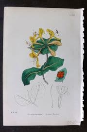 Sowerby 1869 Hand Col Botanical Print. Perfoliate Woodbine 641
