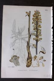 Sowerby 1869 Hand Col Botanical Print. Picris Broom Rape 1014