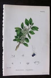 Sowerby 1869 Hand Col Botanical Print. Purging Buckthorn 318