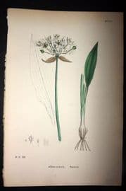 Sowerby 1869 Hand Col Botanical Print. Ramsons 1540