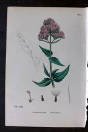 Sowerby 1869 Hand Col Botanical Print. Red Valerian 664