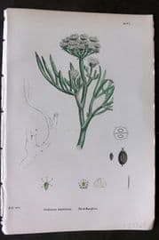 Sowerby 1869 Hand Col Botanical Print. Rock Samphire 606