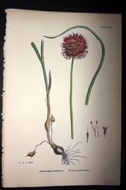 Sowerby 1869 Hand Col Botanical Print. Round headed Garlic 1533