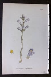 Sowerby 1869 Hand Col Botanical Print. Sand Broom Rape 1008