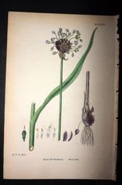 Sowerby 1869 Hand Col Botanical Print. Sand Leek 1532