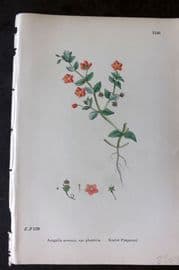 Sowerby 1869 Hand Col Botanical Print. Scarlet Pimpernel 1146