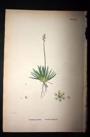 Sowerby 1869 Hand Col Botanical Print. Scottish Asphodel 1543