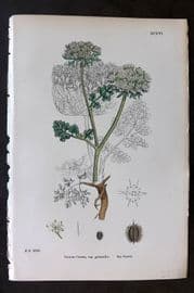 Sowerby 1869 Hand Col Botanical Print. Sea Carrot 616