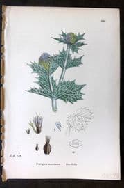 Sowerby 1869 Hand Col Botanical Print. Sea Holly 569