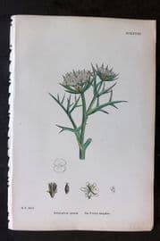 Sowerby 1869 Hand Col Botanical Print. Sea Prickly-Samphire 628