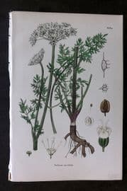 Sowerby 1869 Hand Col Botanical Print. Selinum Carvifolia 608a