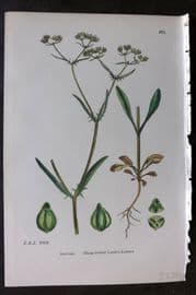 Sowerby 1869 Hand Col Botanical Print. Sharp Fruited Lamb's Lettuce 671