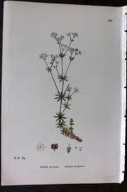 Sowerby 1869 Hand Col Botanical Print. Slender Bedstraw 652