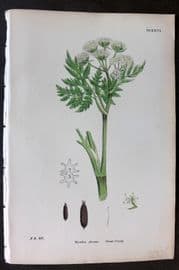 Sowerby 1869 Hand Col Botanical Print. Sweet Cicely 626