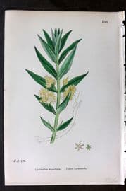 Sowerby 1869 Hand Col Botanical Print. Tufted Loosestrife 1140