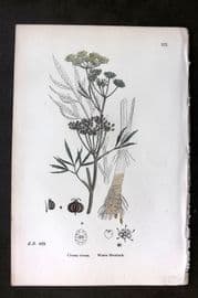 Sowerby 1869 Hand Col Botanical Print. Water Hemlock 571