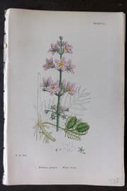 Sowerby 1869 Hand Col Botanical Print. Water Violet 1128
