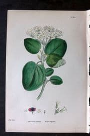 Sowerby 1869 Hand Col Botanical Print. Wayfaring Tree 640
