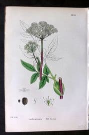 Sowerby 1869 Hand Col Botanical Print. Wild Angelica 607
