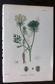 Sowerby 1869 Hand Col Botanical Print. Wild Carrot 615