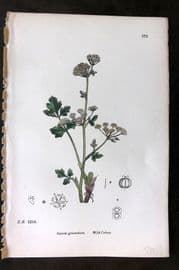 Sowerby 1869 Hand Col Botanical Print. Wild Celery 572