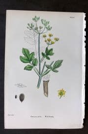 Sowerby 1869 Hand Col Botanical Print. Wild Parsnip 612