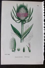 Sowerby 1869 Hand Col Botanical Print. Wild Teasel 674