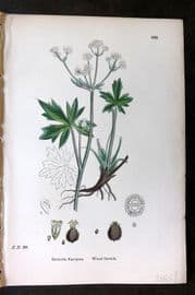Sowerby 1869 Hand Col Botanical Print. Wood Sanicle 568