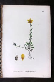 Sowerby 1869 Hand Col Botanical Print. Yellow Marsh Saxifrage 550